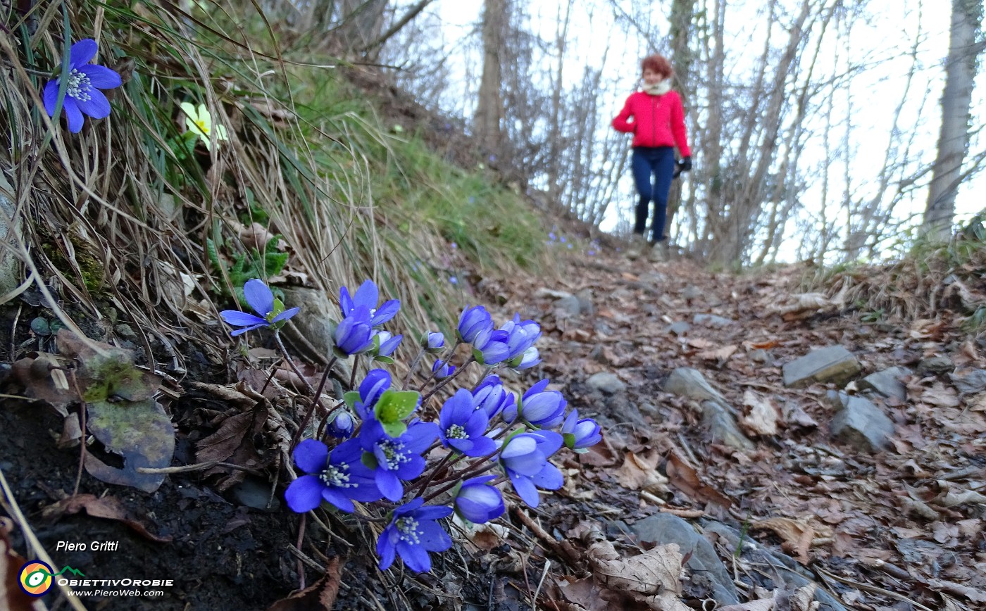 70 Hepatica nobilis con...Silvia !.JPG -                                